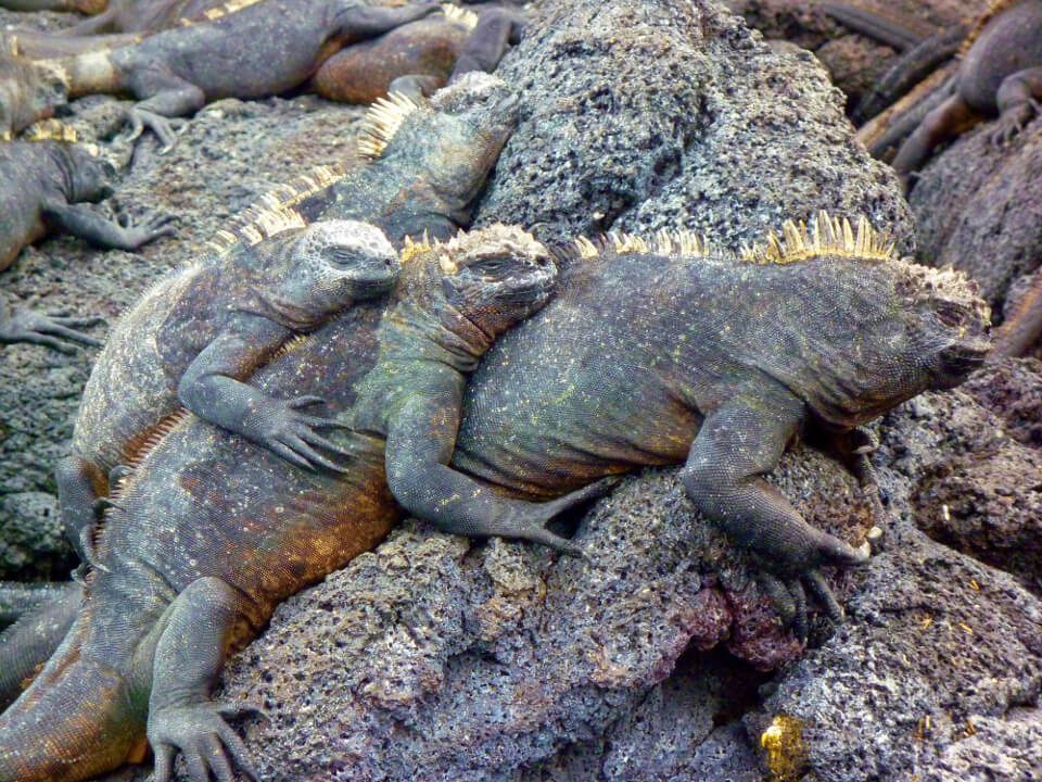 Marine iguana basking on volcanic rocks at sunrise in Galapagos | Ile Tours