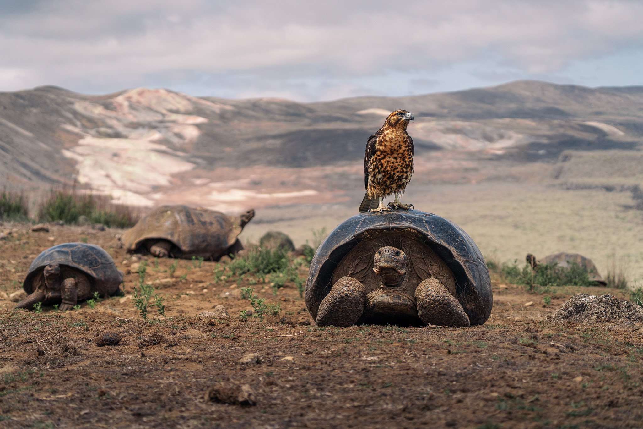 Galapagos giant tortoise with hawk perched on shell | Ile Tours