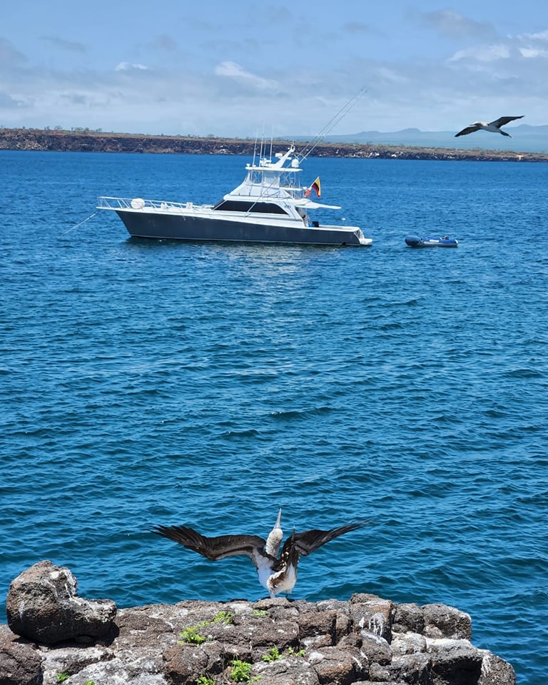 Piquero de patas azules posado sobre una roca frente a un yate anclado, símbolo de la fauna emblemática del archipiélago.