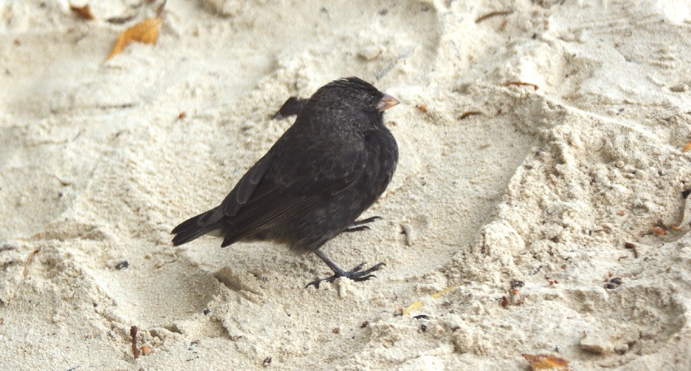 Black Galapagos finch standing on sandy ground | Ile Tours