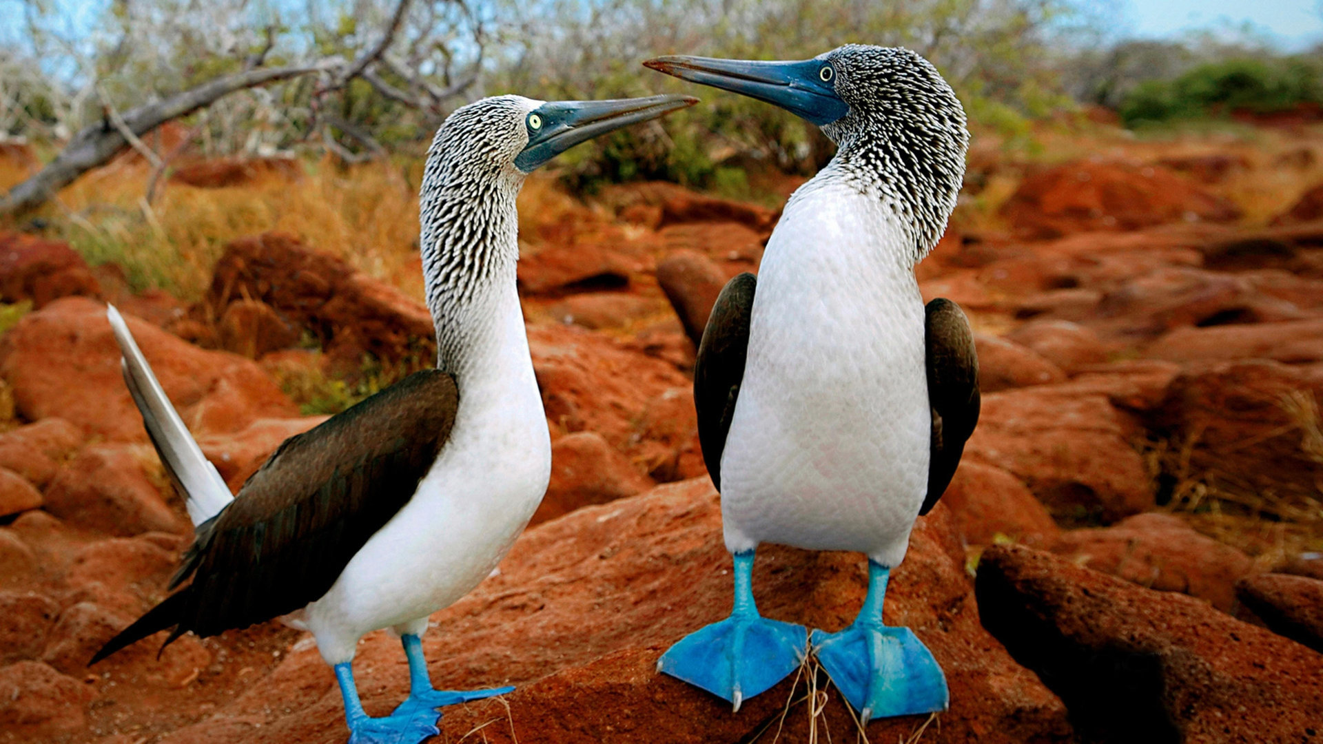 Two blue-footed boobies standing on rocky ground in Galapagos | Ile Tours