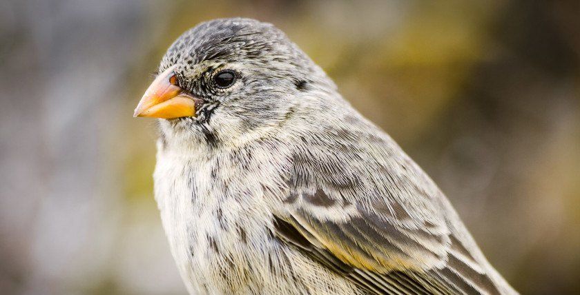 Close-up of Galapagos finch with orange beak and streaked plumage | Ile Tours