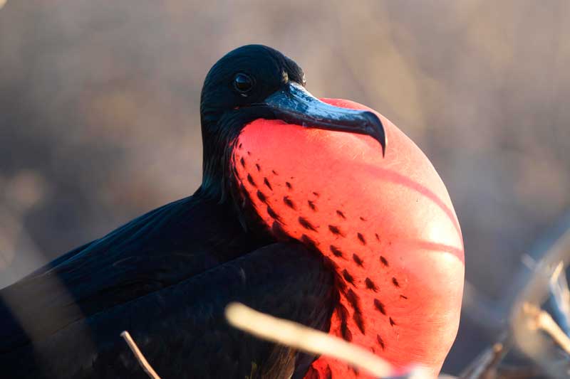 Male frigatebird with inflated red gular sac in Galapagos | Ile Tours