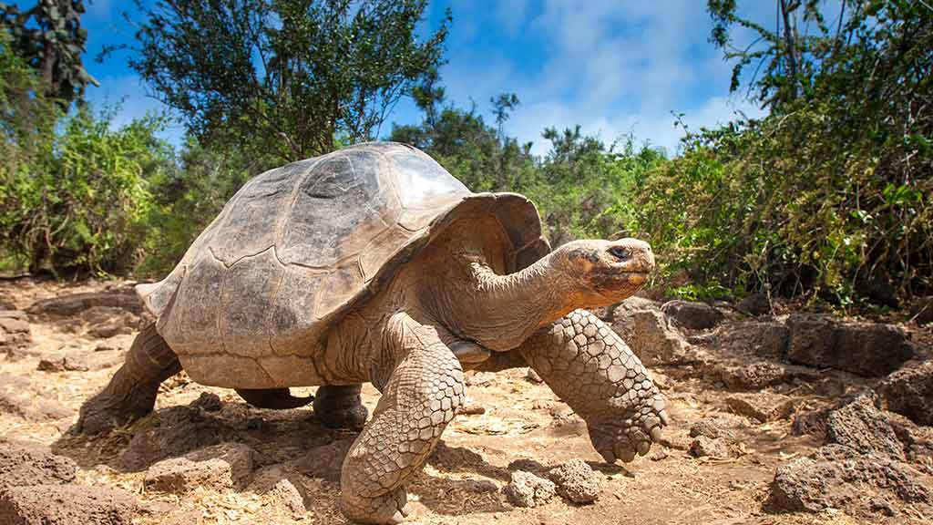 Giant tortoise walking on rocky ground with vegetation in Galapagos | Ile Tours