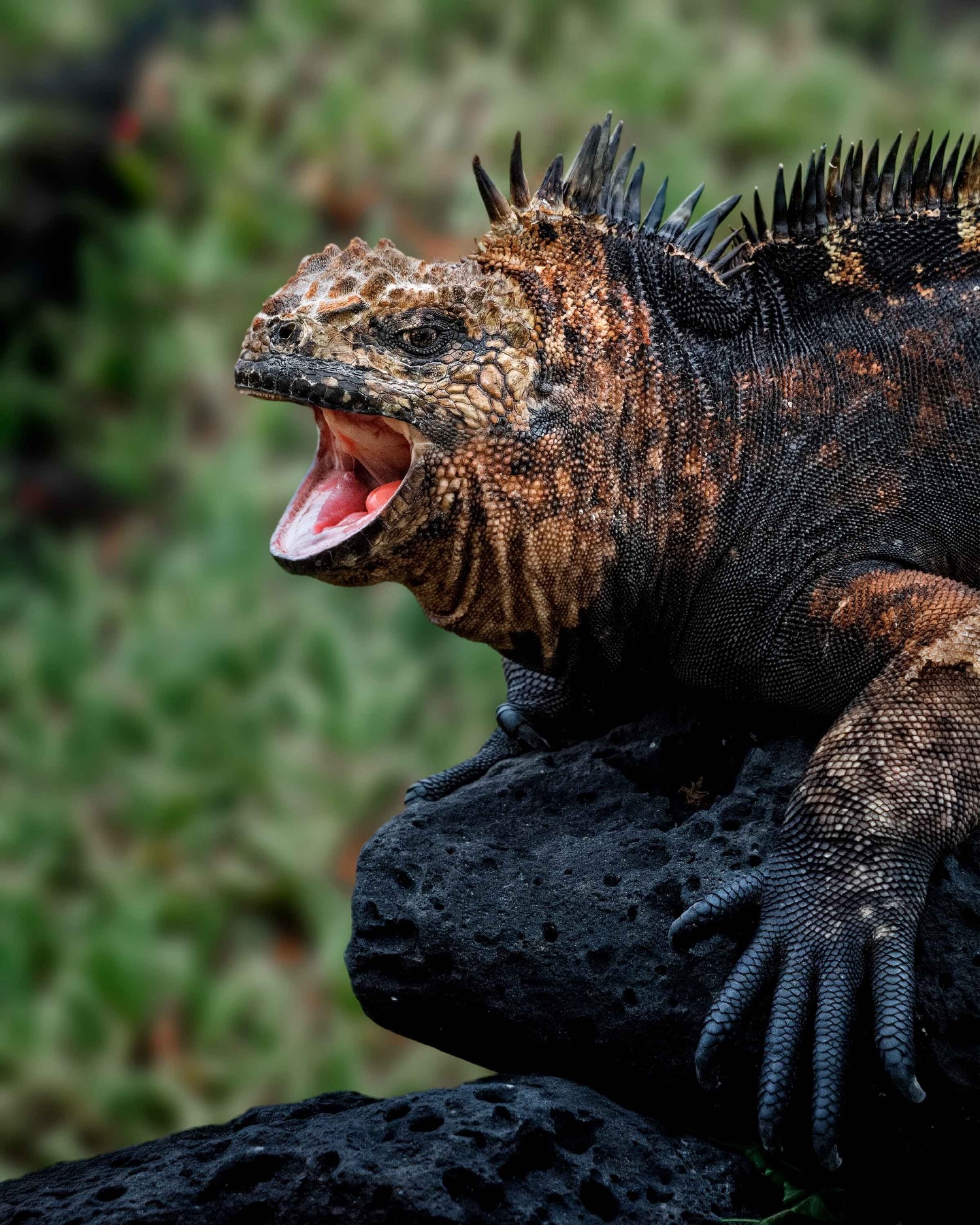 Floreana Island volcanic coastal cliffs and ocean view | Ile Tours