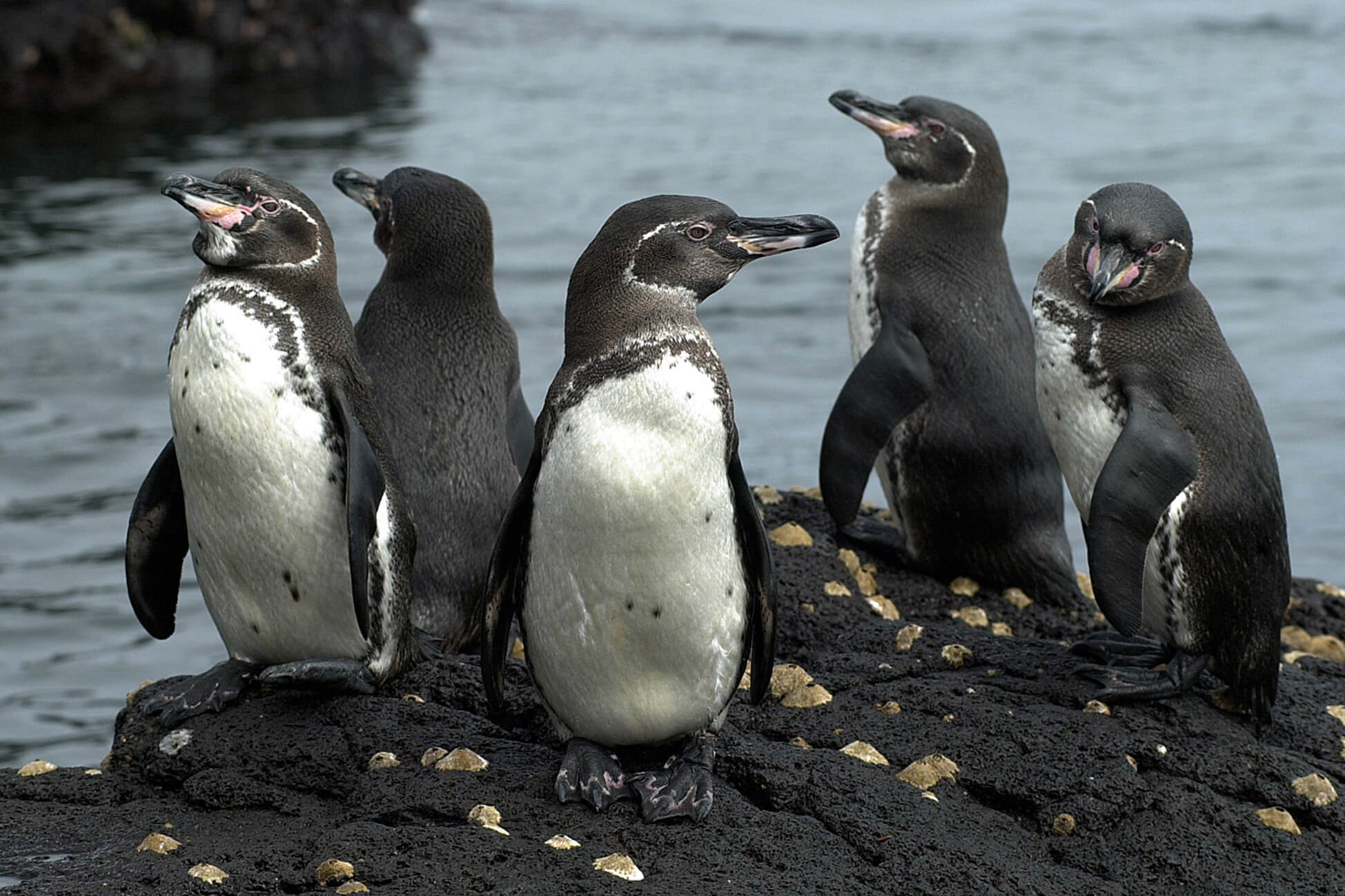 Five Galapagos penguins standing on volcanic rocks near the water | Ile Tours