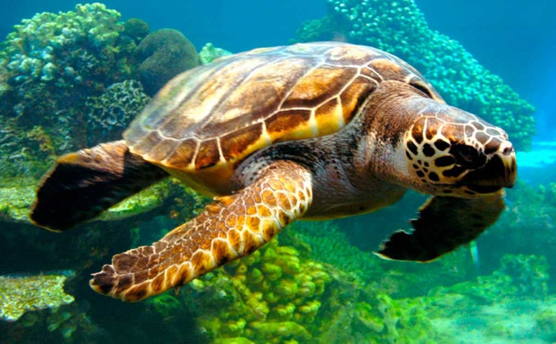 Sea turtle swimming underwater near coral reef in Galapagos | Ile Tours