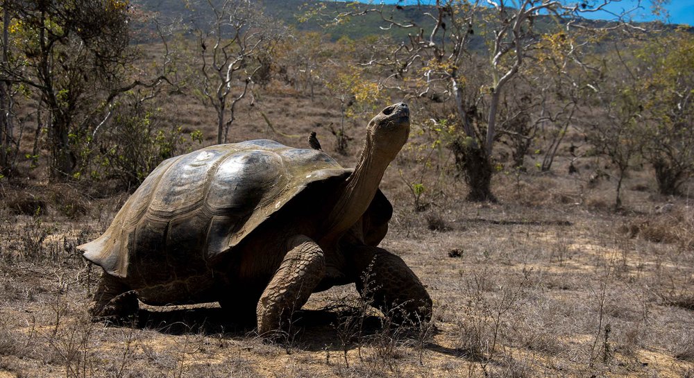 Giant Galapagos tortoise walking with a bird perched on its shell | Ile Tours