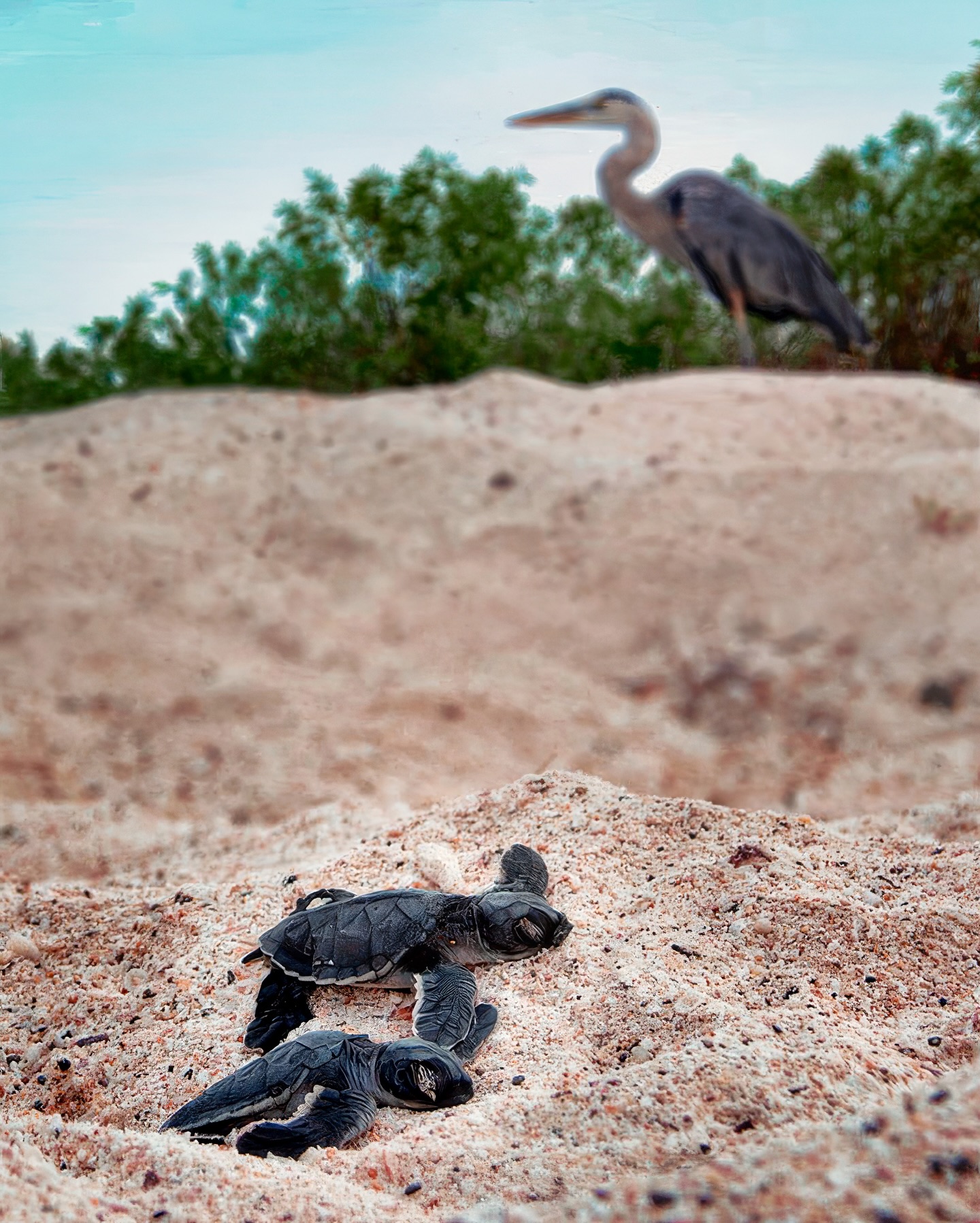 Endemic marine iguana demonstrating underwater feeding behavior in the Galapagos Islands