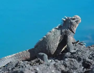 Marine iguana basking on volcanic rocks at sunrise in Galapagos | Ile Tours