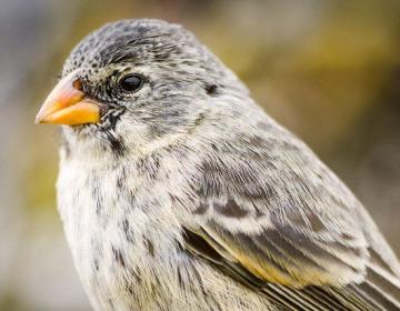 Close-up of Galapagos finch with orange beak and streaked plumage | Ile Tours
