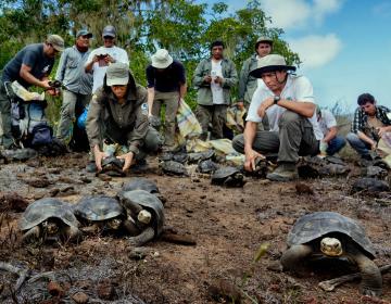 Conservation team studying and handling tortoises in Galapagos | Ile Tours