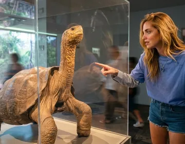 Visitor observing giant tortoise specimen in museum exhibit Galapagos | Ile Tours