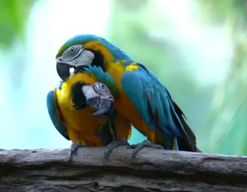 Pair of blue-and-yellow macaws in natural Amazon environment | Ile Tours