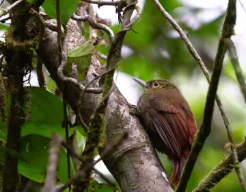 Amazon bird with brown-green plumage and reddish tail feathers in humid forest | Ile Tours