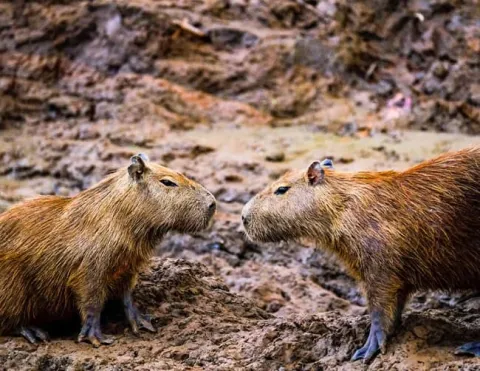 Capibaras adultas en terreno fangoso del Amazonas, en momento de interacción natural | Ile Tours