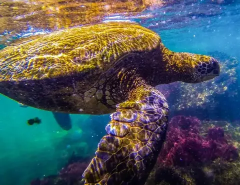 Tortuga marina nada entre aguas iluminadas por el sol cerca de corales y algas en las Islas Galápagos | Ile Tours