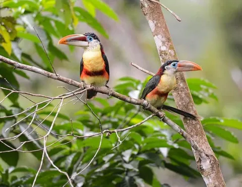 Dos tucanes con plumaje vibrante posados en ramas verdes, rodeados de follaje selvático | Ile Tours