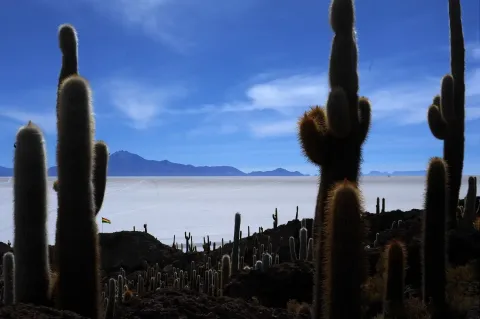Discover the Unique Flora of the Salar de Uyuni | Ile Tours A captivating scene of tall cacti silhouetted against the salt flats and a blue sky, creating a striking desert landscape. | Ile Tours