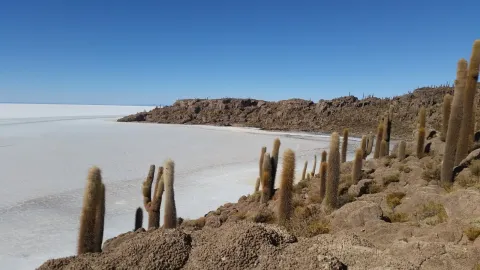 Experience Unique Natural Wonders | Ile Tours A striking landscape featuring cacti on rocky terrain alongside a vast salt flat under a clear blue sky | Ile Tours
