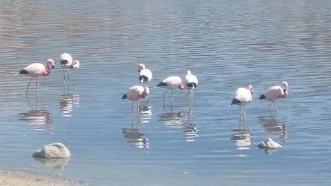 Experience Nature's Beauty | Ile Tours A group of pink flamingos wading in calm water, reflecting their vibrant colors in the water's surface | Ile Tours