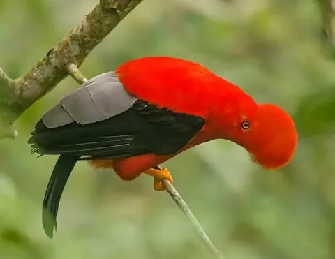 Um impressionante pássaro vermelho com uma cabeça distinta, empoleirado em um galho em um ambiente exuberante | Ile Tours