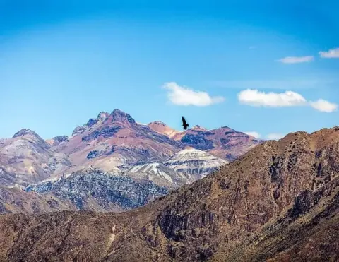 A magnificent view of the Andean mountains under a clear blue sky, with a solitary condor soaring gracefully above the peaks, capturing the beauty of the high-altitude landscape | Ile Tours