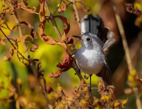 Um pequeno pássaro empoleirado entre folhas de outono coloridas, exibindo suas características delicadas | Ile Tours