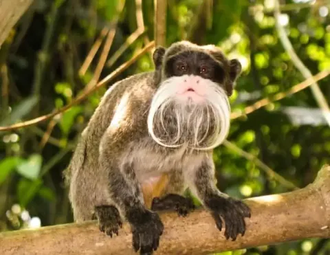 A charismatic monkey with a distinctive white beard perched on a tree branch, surrounded by vibrant green foliage in its natural habitat | Ile Tours