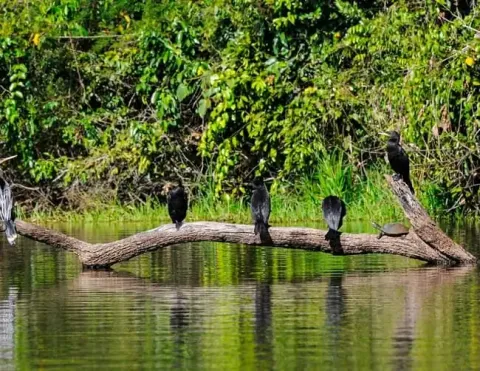 Um grupo de corvos-marinhos descansando em um galho sobre águas calmas, cercados por vegetação exuberante | Ile Tours