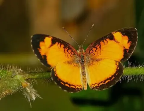 Una mariposa vibrante mostrando sus alas coloridas, posada delicadamente sobre un tallo verde | Nature Photography Tours