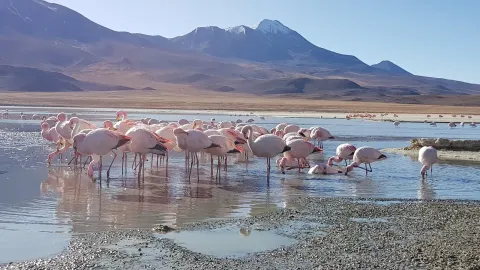 Un grupo de flamencos de pie en aguas poco profundas en una laguna con montañas cubiertas de nieve de fondo, mostrando los vibrantes tonos rosados de los pájaros | Ile Tours