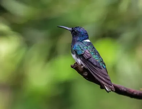 Un colorido colibrí posado en una rama en la selva amazónica, mostrando sus plumas iridiscentes y delicados rasgos | Ile Tours