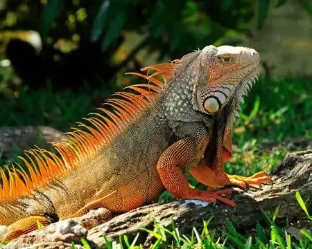 A vibrant iguana perched on a log, showcasing its colorful scales and distinctive spines, against a backdrop of lush green grass | Ile Tours