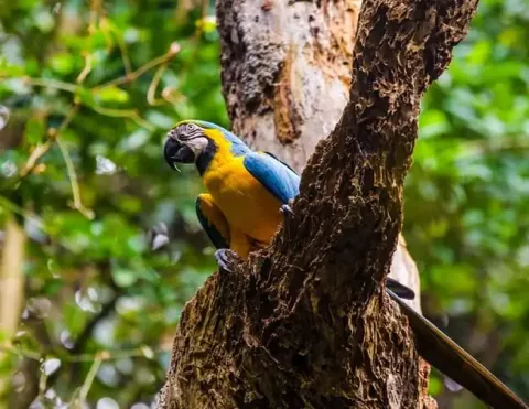 A vibrant macaw perched on a tree branch, showcasing its colorful feathers against a background of lush greenery | Ile Tours