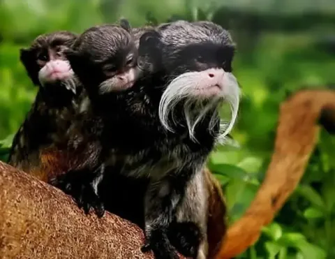 Três macacos com características faciais distintas empoleirados em um galho, cercados por vegetação exuberante, exibindo suas expressões brincalhonas e bigodes únicos | Ile Tours