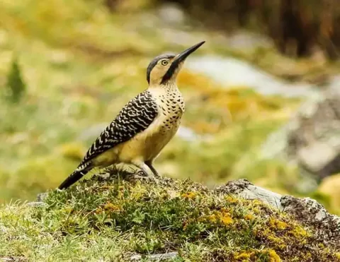 Um close-up de um impressionante pica-pau andino empoleirado em uma rocha, exibindo sua plumagem única e padrões bonitos, com um fundo natural desfocado, destacando a rica biodiversidade do Peru | Ile Tours