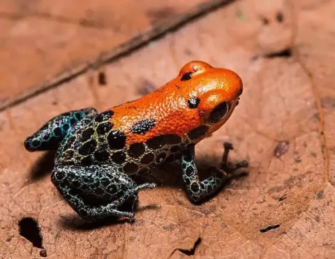 Una vibrante rana dardo con colores naranja y negro descansando sobre hojas marrones, mostrando sus llamativos colores y patrones intrincados | Ile Tours