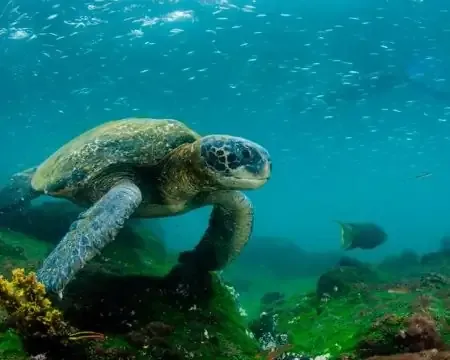 A sea turtle gracefully swimming underwater in the Galapagos Islands.