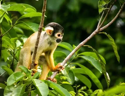 Um pequeno macaco-esquilo empoleirado em um galho, cercado por folhas verdes exuberantes na floresta amazônica | Ile Tours