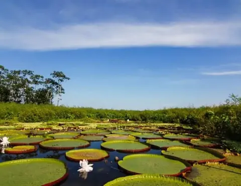 Uma bela paisagem com gigantes lírios d'água em um lago tranquilo cercado por vegetação e um céu azul claro | Ile Tours