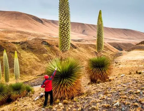 Tourist standing next to giant Puya Raimondii plants in Titankayocc | Ile Tours
