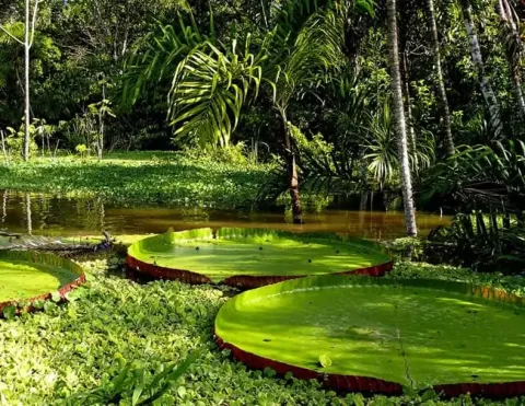 Giant lily pads floating on a tranquil pond, surrounded by lush greenery and tropical plants, creating a serene natural scene | Ile Tours