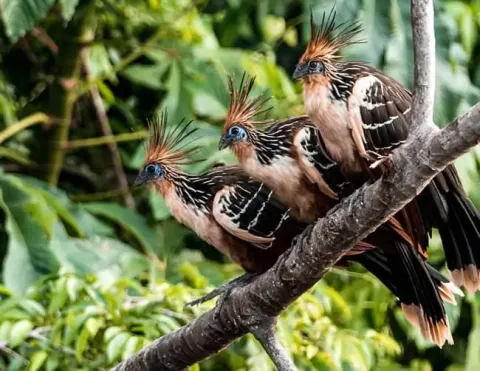 Tres aves con plumaje llamativo y una cresta distintiva posadas en una rama, rodeadas de abundante follaje verde. | Aves Tropicales