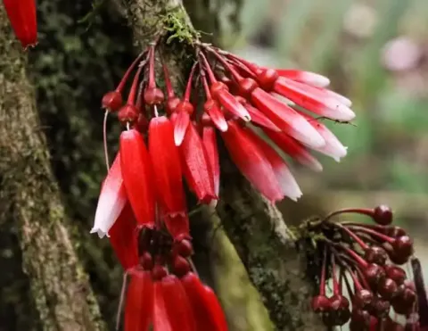 Um aglomerado de flores vermelhas e brancas brilhantes penduradas em um galho, exibindo sua forma única de sino contra um fundo desfocado | Ile Tours