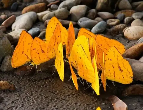 Um grupo de vibrantes borboletas amarelas descansando sobre um leito de pedras lisas, exibindo suas lindas asas ao sol | Ile Tours