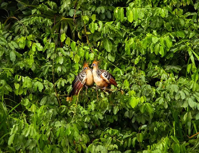 Amazon Rainforest Expedition