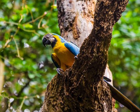 Tours Tambopata Puerto Maldonado  4 Días