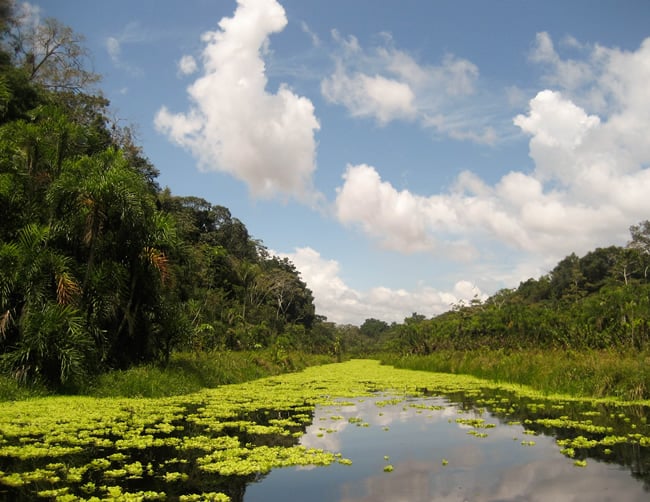 Amazon Rainforest Travel Packages Iletours