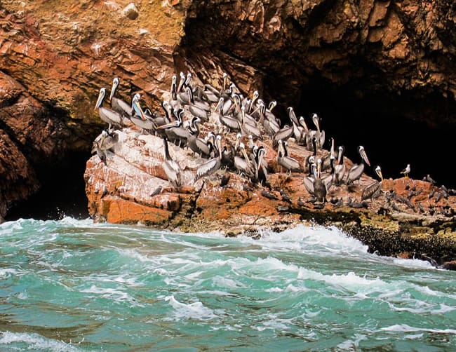 Ballestas Islands Boat Tour Luxury